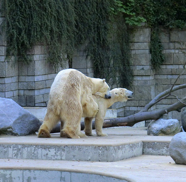 Paarungszeit für Eisbär Lars und Eisbärin Vilma am 25. April 2011 im Wuppertaler Zoo