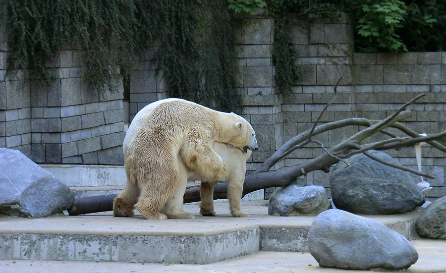 Paarungszeit für Eisbär Lars und Eisbärin Vilma am 25. April 2011 im Zoologischen Garten Wuppertal