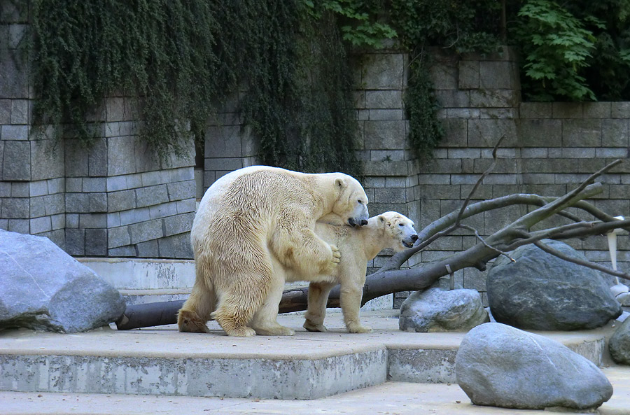 Paarungszeit für Eisbär Lars und Eisbärin Vilma am 25. April 2011 im Wuppertaler Zoo