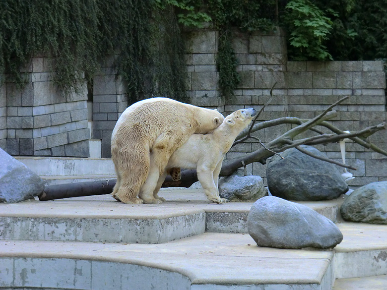 Paarungszeit für Eisbär Lars und Eisbärin Vilma am 25. April 2011 im Zoo Wuppertal