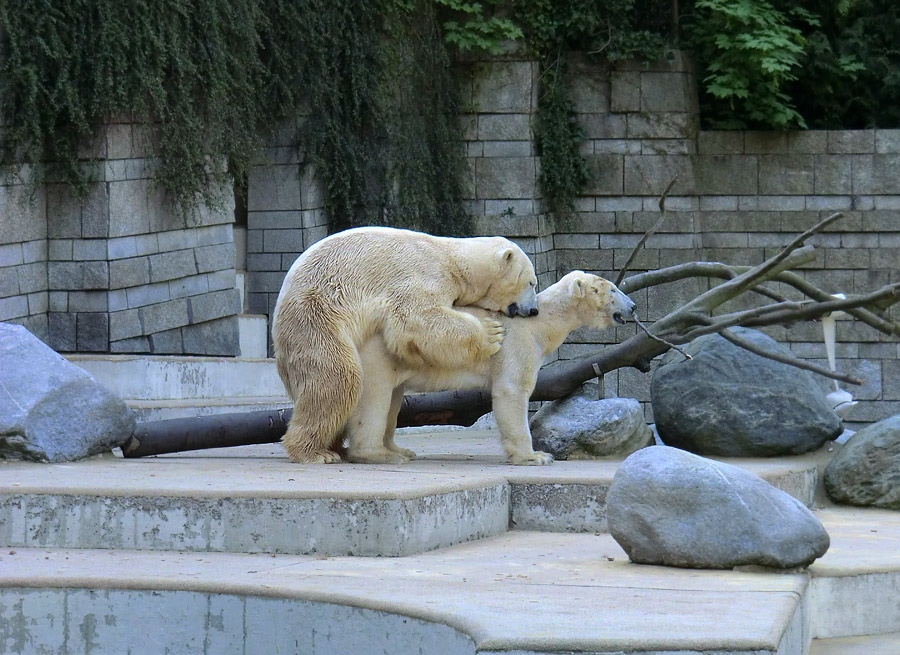 Paarungszeit für Eisbär Lars und Eisbärin Vilma am 25. April 2011 im Zoologischen Garten Wuppertal