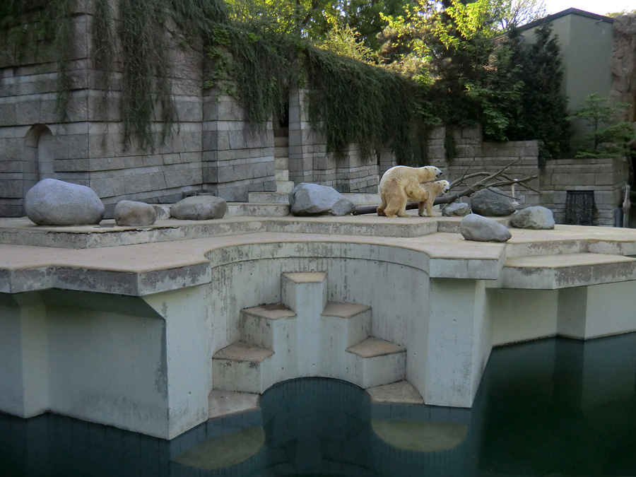 Paarungszeit für Eisbär Lars und Eisbärin Vilma am 25. April 2011 im Zoo Wuppertal