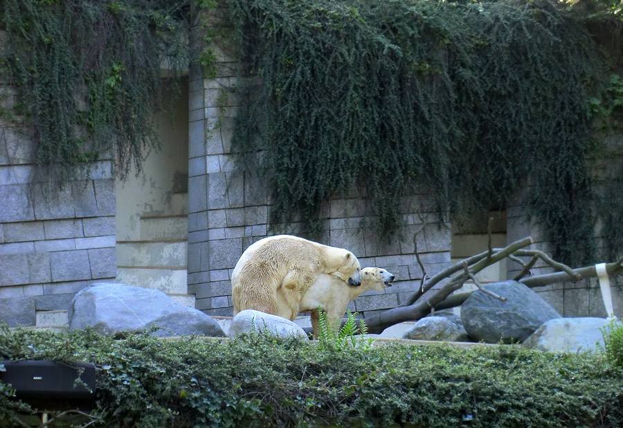 Paarungszeit für Eisbär Lars und Eisbärin Vilma am 25. April 2011 im Zoologischen Garten Wuppertal