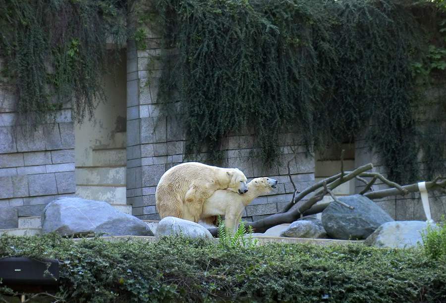 Paarungszeit für Eisbär Lars und Eisbärin Vilma am 25. April 2011 im Wuppertaler Zoo