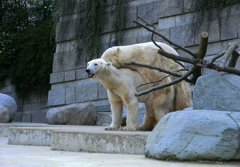 Paarungszeit für Eisbär Lars und Eisbärin Vilma am 25. April 2011 im Zoo Wuppertal