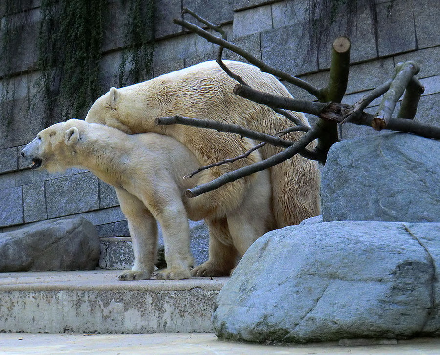 Paarungszeit für Eisbär Lars und Eisbärin Vilma am 25. April 2011 im Zoologischen Garten Wuppertal