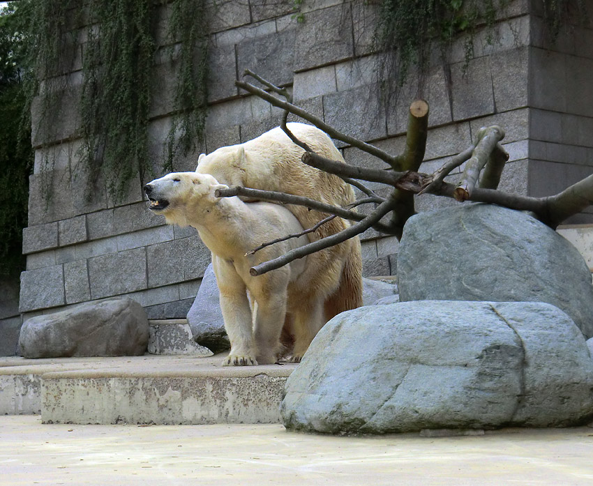 Paarungszeit für Eisbär Lars und Eisbärin Vilma am 25. April 2011 im Wuppertaler Zoo