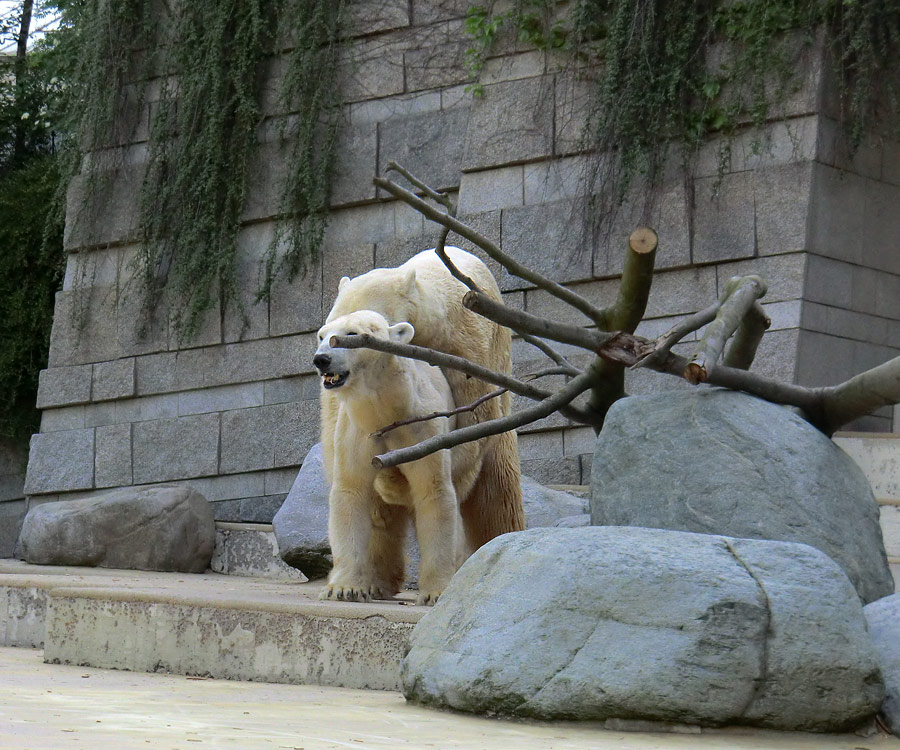 Paarungszeit für Eisbär Lars und Eisbärin Vilma am 25. April 2011 im Zoo Wuppertal