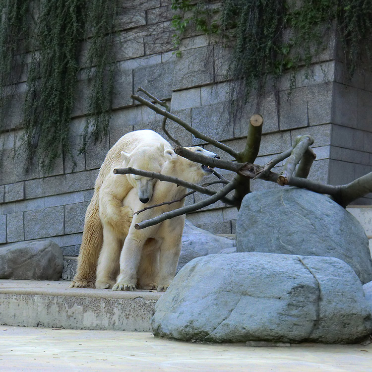 Paarungszeit für Eisbär Lars und Eisbärin Vilma am 25. April 2011 im Zoologischen Garten Wuppertal