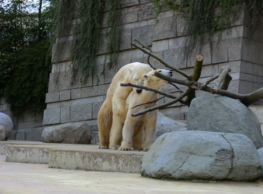 Paarungszeit für Eisbär Lars und Eisbärin Vilma am 25. April 2011 im Wuppertaler Zoo