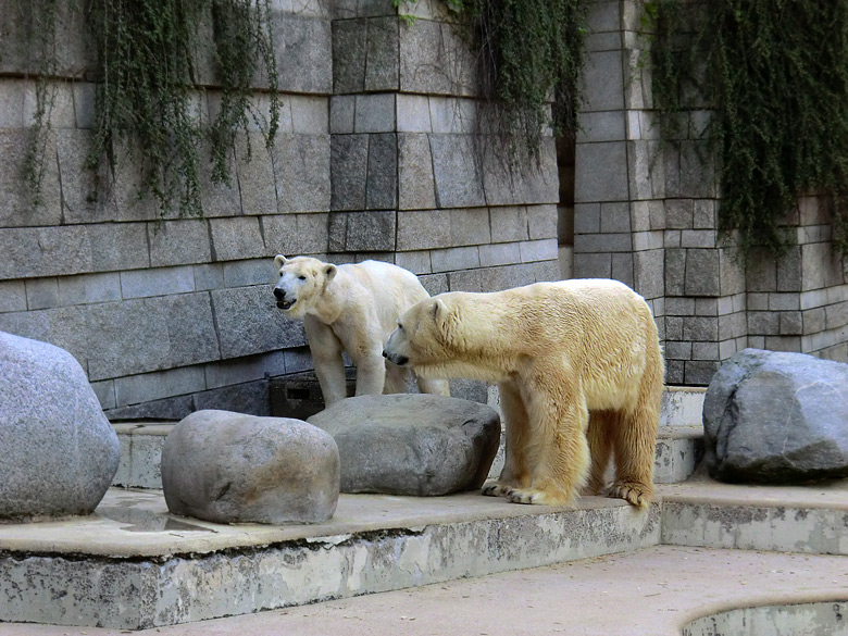 Eisbärin Vilma und Eisbär Lars nach der Paarung am 25. April 2011 im Zoo Wuppertal