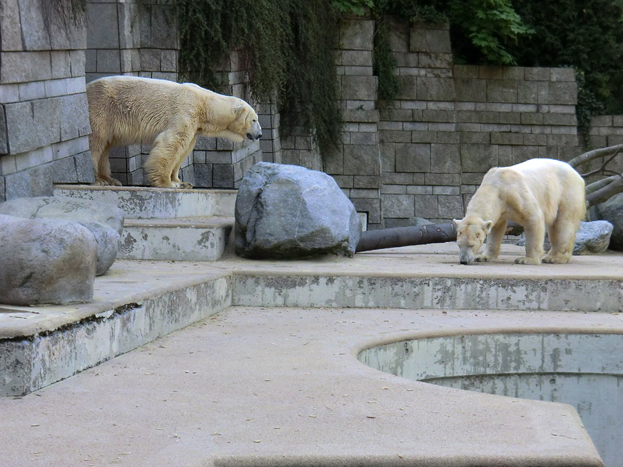 Eisbär Lars und Eisbärin Vilma nach der Paarung am 25. April 2011 im Zoologischen Garten Wuppertal