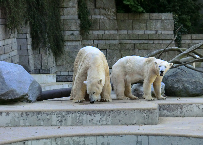 Eisbär Lars und Eisbärin Vilma nach der Paarung am 25. April 2011 im Zoo Wuppertal