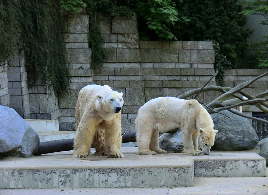 Eisbär Lars und Eisbärin Vilma nach der Paarung am 25. April 2011 im Zoologischen Garten Wuppertal