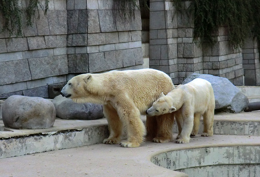 Eisbär Lars und Eisbärin Vilma nach der Paarung am 25. April 2011 im Wuppertaler Zoo