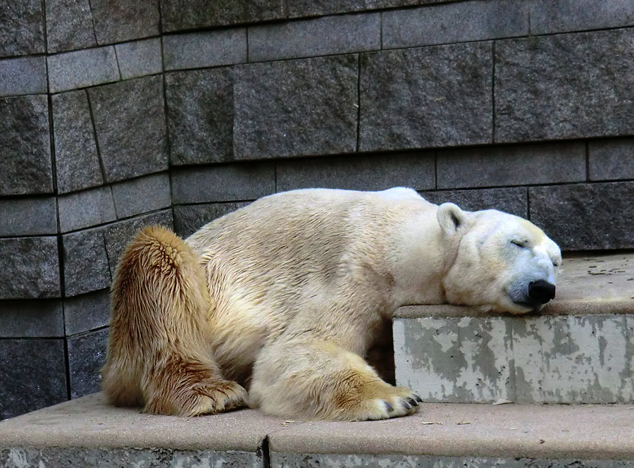 Eisbär Lars nach der Paarung am 25. April 2011 im Zoo Wuppertal