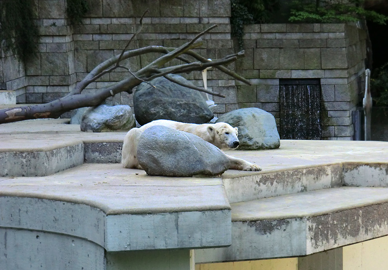 Eisbärin Vilma nach der Paarung am 25. April 2011 im Zoo Wuppertal