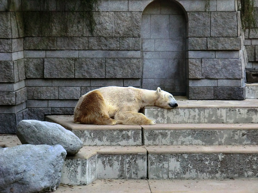 Eisbär Lars nach der Paarung am 25. April 2011 im Wuppertaler Zoo