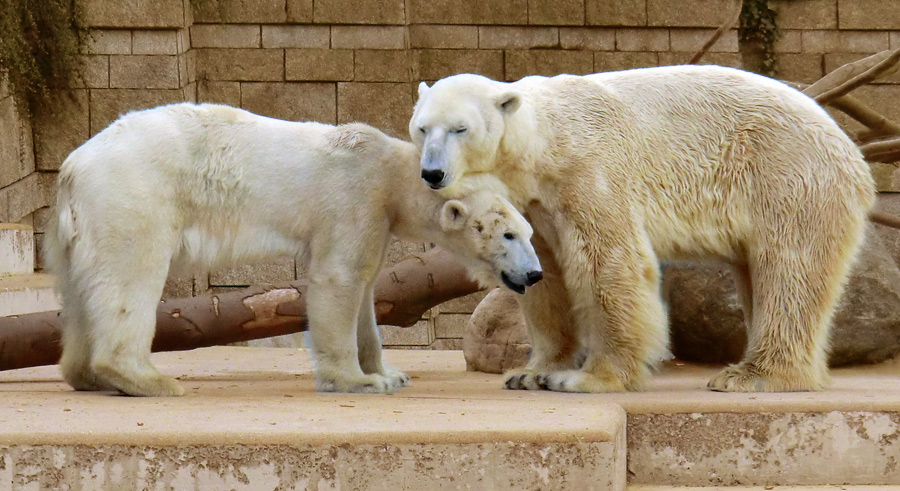 Eisbärin Vilma und Eisbär Lars am 25. April 2011 im Zoo Wuppertal