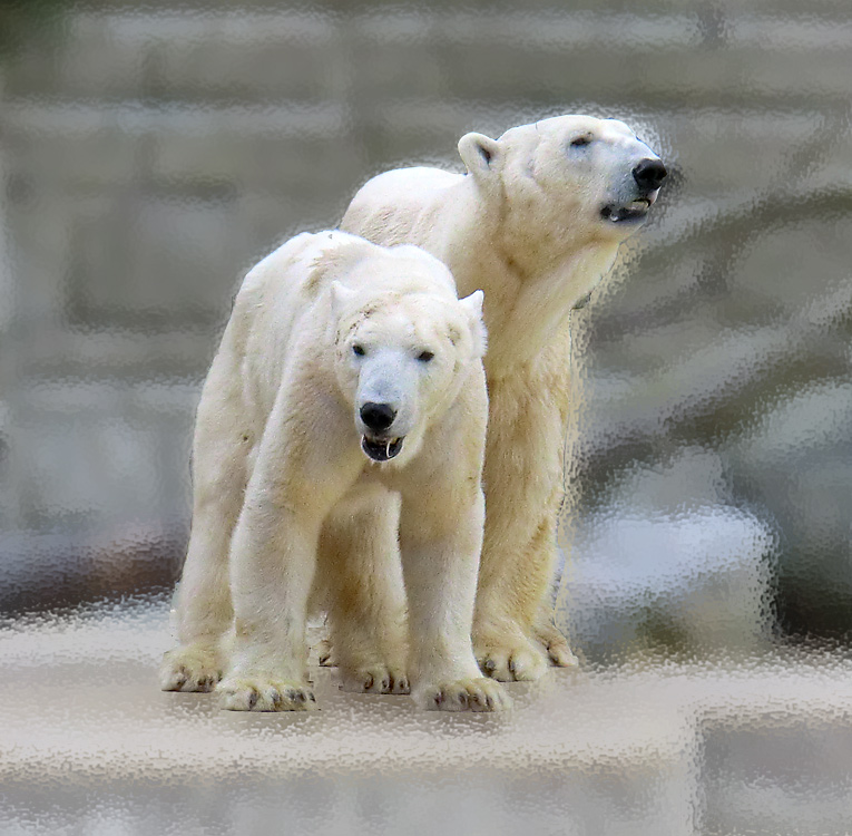 Eisbärin Vilma und Eisbär Lars am 25. April 2011 im Zoologischen Garten Wuppertal
