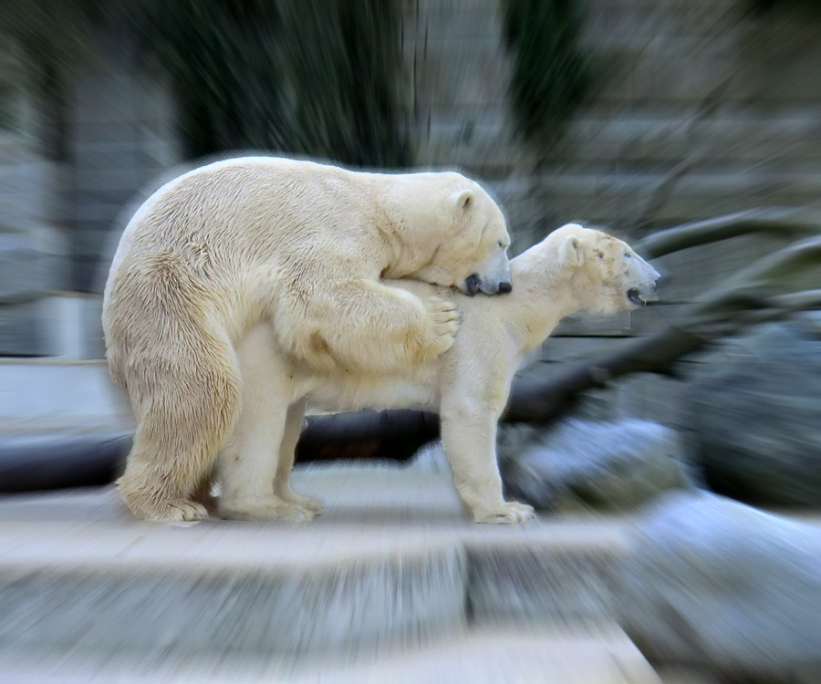 Eisbär Lars und Eisbärin Vilma am 25. April 2011 im Wuppertaler Zoo