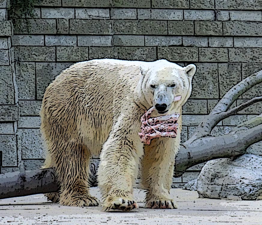 Eisbär Lars am 26. April 2011 im Zoologischen Garten Wuppertal