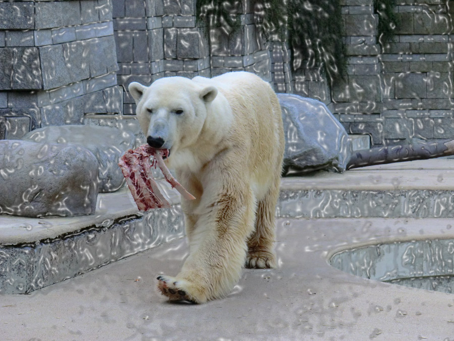 Eisbär Lars am 26. April 2011 im Wuppertaler Zoo