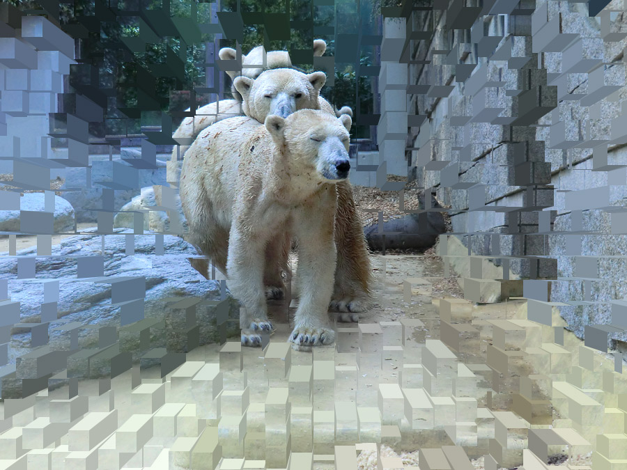 Eisbärin Vilma und Eisbär Lars am 30. April 2011 im Wuppertaler Zoo