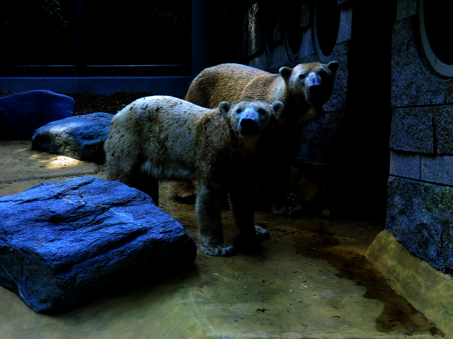 Eisbärin Vilma und Eisbär Lars am 30. April 2011 im Zoo Wuppertal