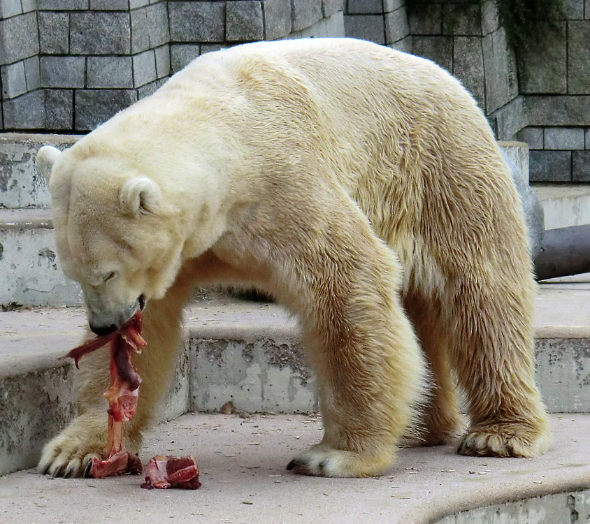 Eisbär Lars am 1. Mai 2011 im Zoo Wuppertal