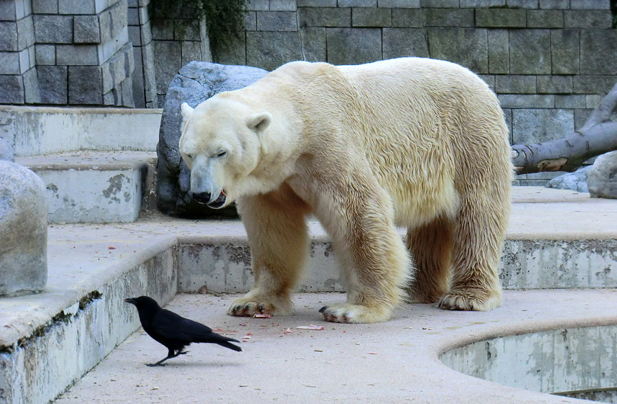 Eisbär Lars am 1. Mai 2011 im Zoo Wuppertal