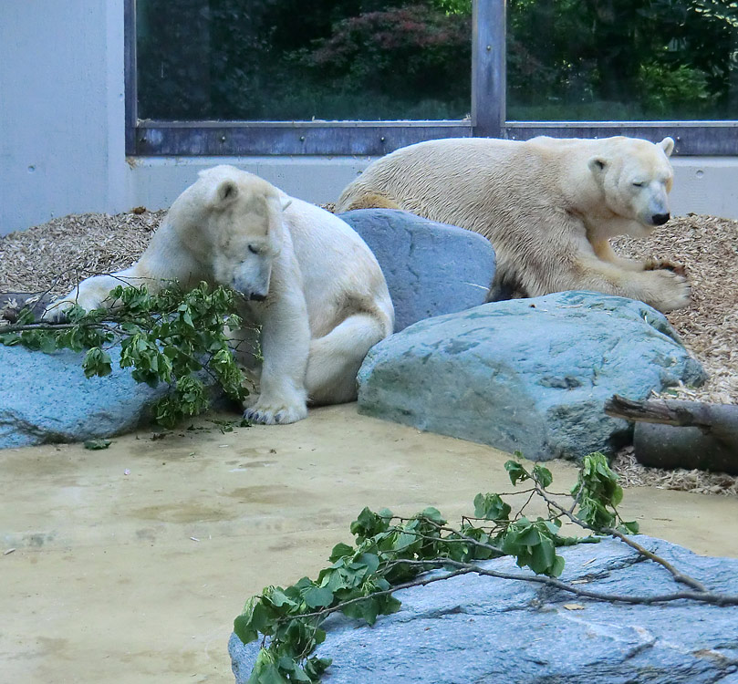 Eisbärin Vilma und Eisbär Lars am 1. Mai 2011 im Wuppertaler Zoo