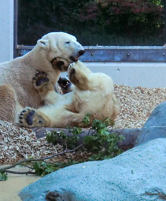 Eisbär Lars und Eisbärin Vilma am 1. Mai 2011 im Zoologischen Garten Wuppertal