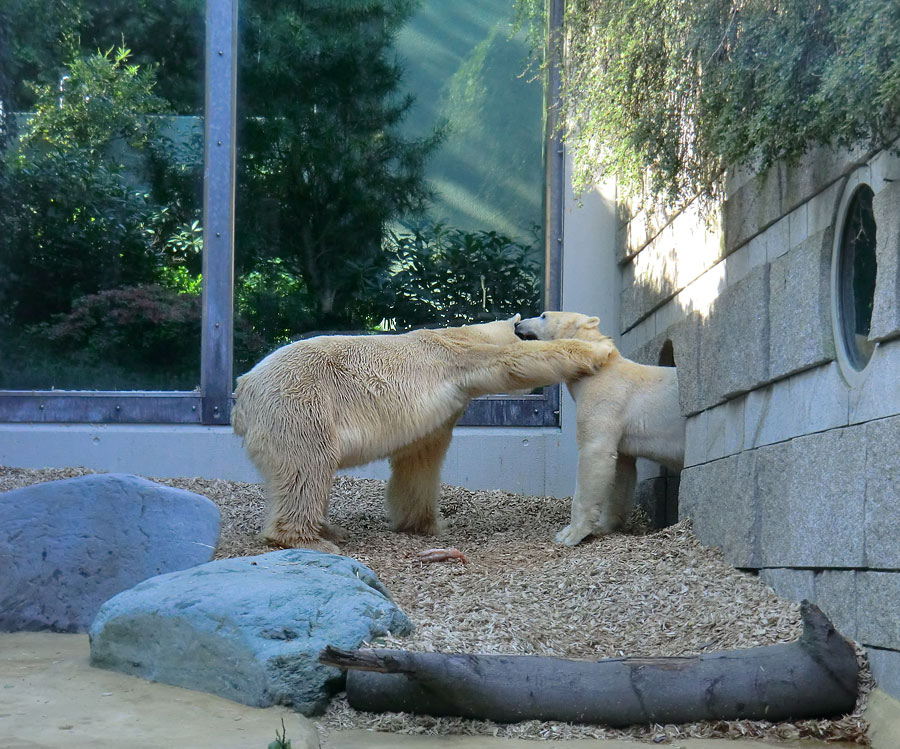 Eisbär Lars und Eisbärin Vilma am 1. Mai 2011 im Zoologischen Garten Wuppertal