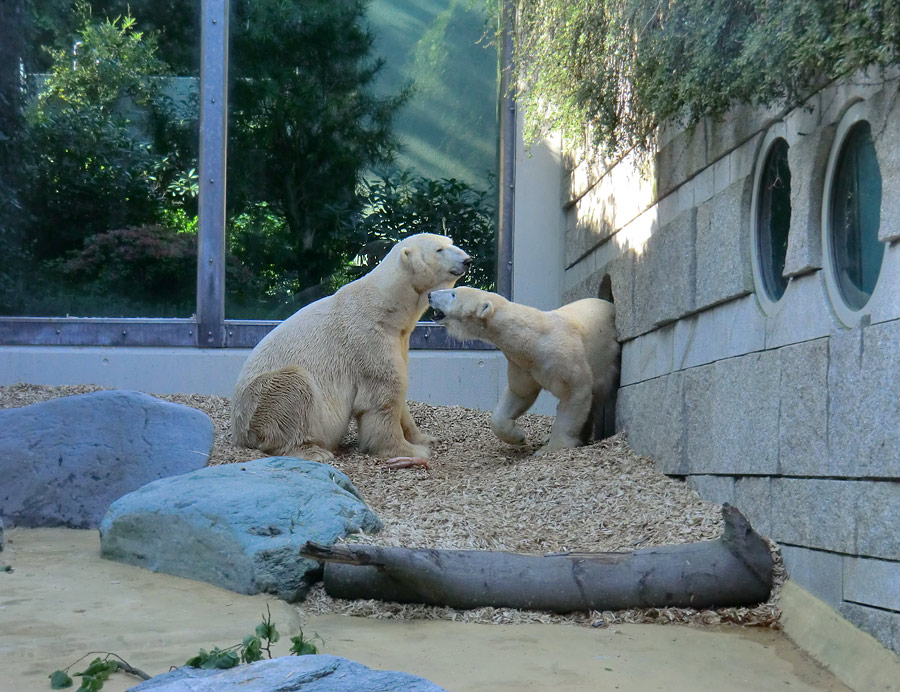 Eisbär Lars und Eisbärin Vilma am 1. Mai 2011 im Wuppertaler Zoo