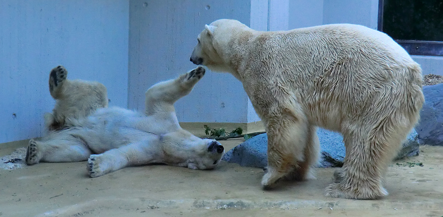 Eisbärin Vilma und Eisbär Lars am 1. Mai 2011 im Zoo Wuppertal