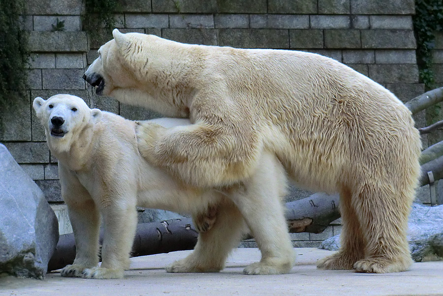 Eisbärin Vilma und Eisbär Lars am 1. Mai 2011 im Zoologischen Garten Wuppertal