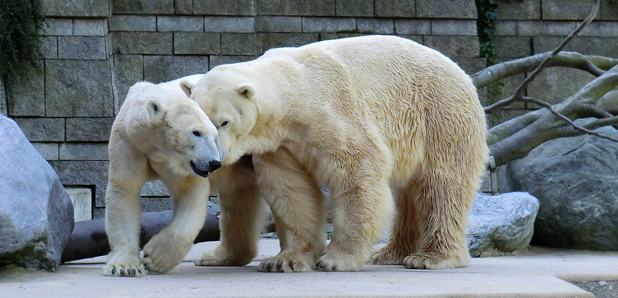 Eisbärin Vilma und Eisbär Lars am 1. Mai 2011 im Wuppertaler Zoo