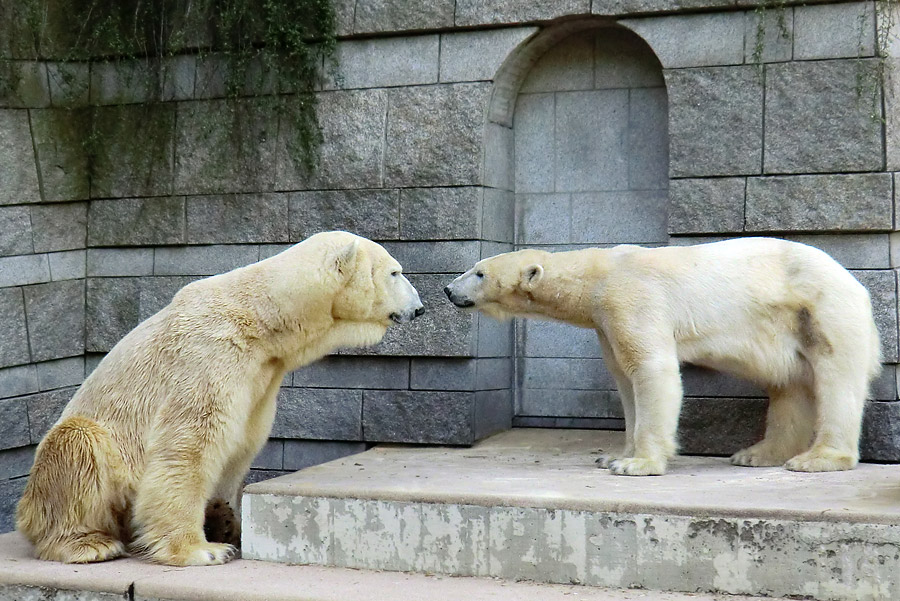 Eisbär Lars und Eisbärin Vilma am 1. Mai 2011 im Wuppertaler Zoo