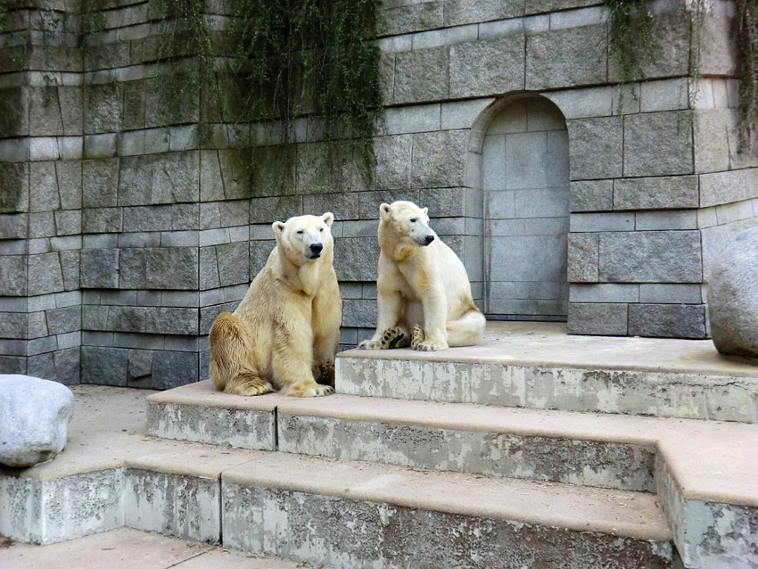 Eisbär Lars und Eisbärin Vilma am 1. Mai 2011 im Zoologischen Garten Wuppertal