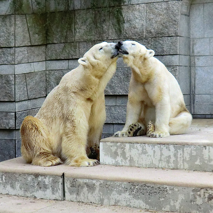 Eisbär Lars und Eisbärin Vilma am 1. Mai 2011 im Wuppertaler Zoo