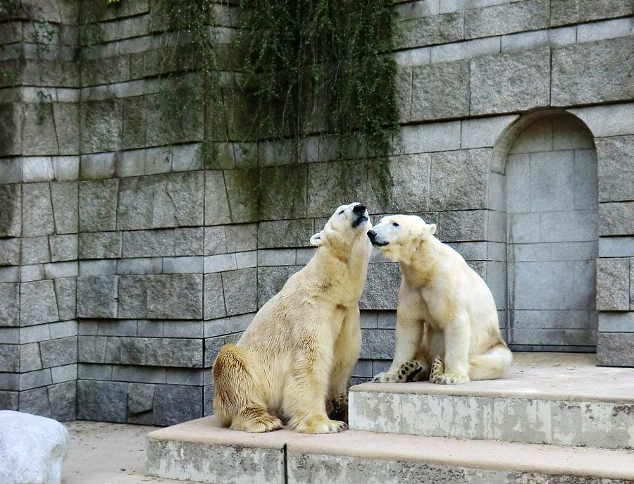 Eisbär Lars und Eisbärin Vilma am 1. Mai 2011 im Wuppertaler Zoo