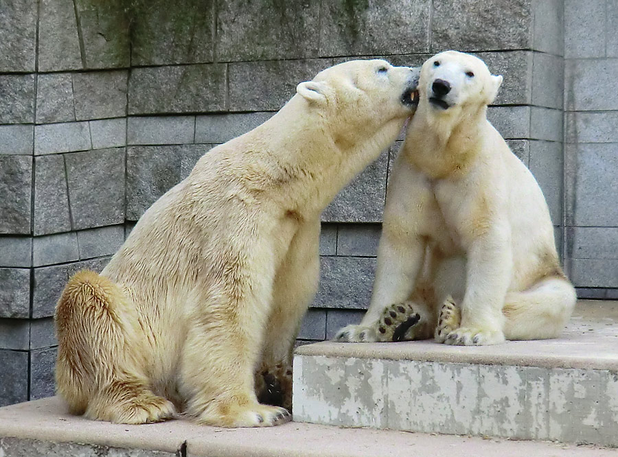 Eisbär Lars und Eisbärin Vilma am 1. Mai 2011 im Wuppertaler Zoo