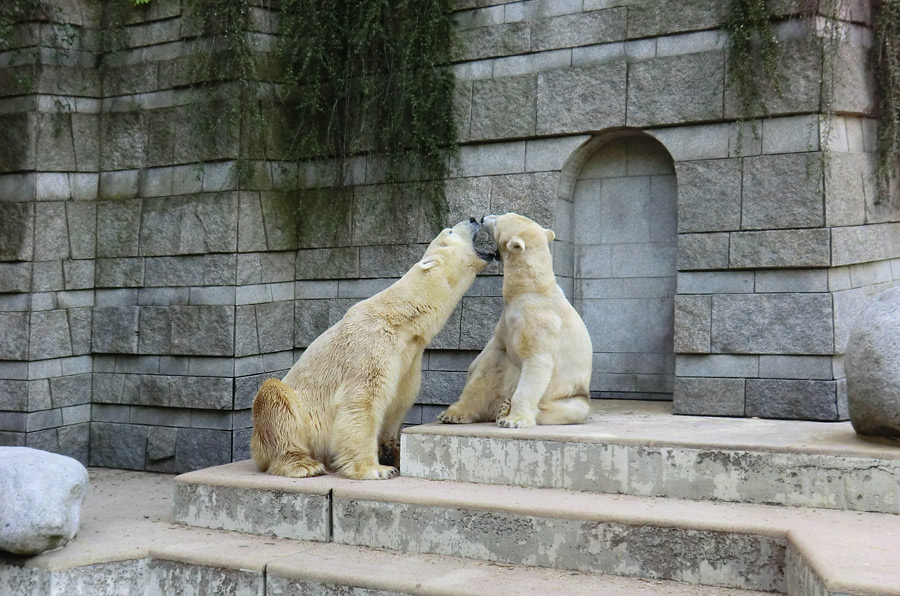 Eisbär Lars und Eisbärin Vilma am 1. Mai 2011 im Zoo Wuppertal