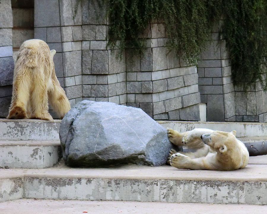 Eisbär Lars und Eisbärin Vilma am 1. Mai 2011 im Zoologischen Garten Wuppertal