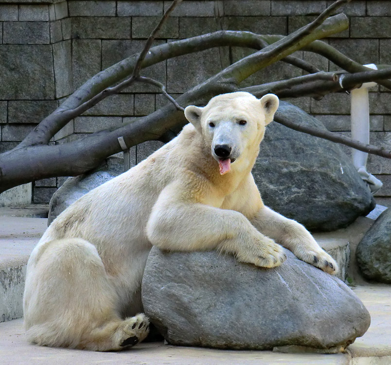 Eisbärin Vilma am 1. Mai 2011 im Zoo Wuppertal