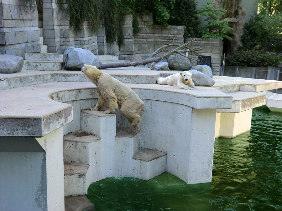 Eisbär Lars und Eisbärin Vilma am 1. Mai 2011 im Zoologischen Garten Wuppertal