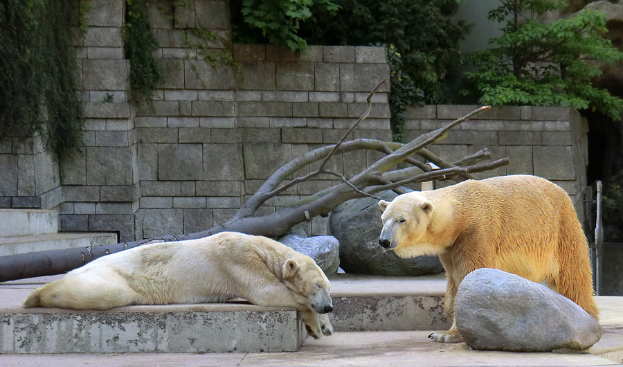 Eisbärin Vilma und Eisbär Lars am 1. Mai 2011 im Wuppertaler Zoo