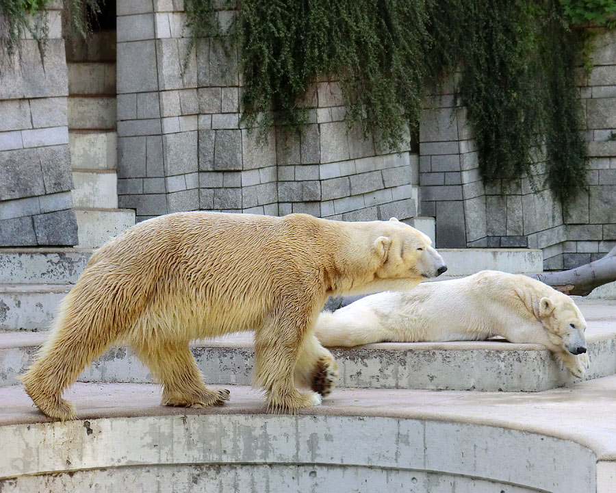 Eisbär Lars und Eisbärin Vilma am 1. Mai 2011 im Zoologischen Garten Wuppertal