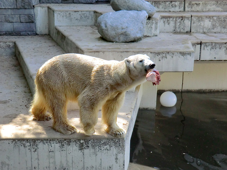 Eisbär Lars am 1. Mai 2011 im Zoo Wuppertal